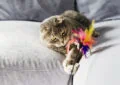 What to Include in Your Pet Adoption Kit