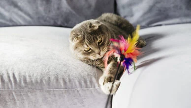 What to Include in Your Pet Adoption Kit