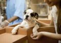 When Is the Best Time to Adopt a Pet 4 When Is the Best Time to Adopt a Pet
