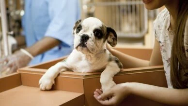 Best Time to Adopt a Pet