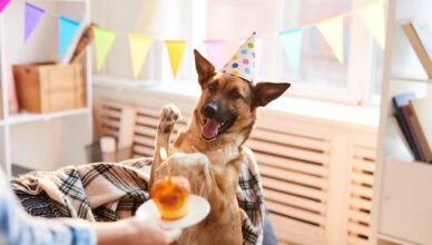 Adopted Pet's Gotcha Day