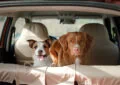 When to Consider Adopting a Second Pet 4 When to Consider Adopting a Second Pet