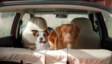 Adopting a Second Pet
