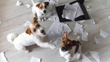 When to Seek Professional Help With Adopted Pet Behavior