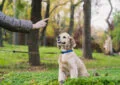 When to Start Training Your Newly Adopted Pet 5 When to Start Training Your Newly Adopted Pet