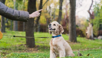 Training Your Pet