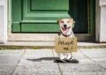 Why Adopting a Pet Can Be Better Than Buying 5 Why Adopting a Pet Can Be Better Than Buying