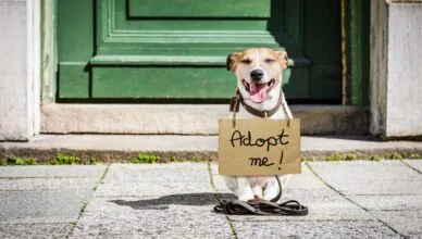 Adopting a Pet Better Than Buying