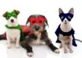 Why Adopting a Shelter Pet Helps Save Lives 3 Why Adopting a Shelter Pet Helps Save Lives