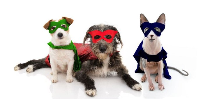 Pet Helps Save Lives