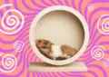 Why Are Exercise Wheels Essential for Hamster Health 4 Why Are Exercise Wheels Essential for Hamster Health