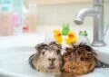 Why Are Guinea Pig Dust Baths Necessary for Hygiene 6 Why Are Guinea Pig Dust Baths Necessary for Hygiene