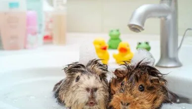 Guinea Pig Dust Baths