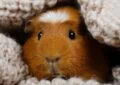 Why Are Guinea Pig Hideouts Important for Their Well-Being 6 Why Are Guinea Pig Hideouts Important for Their Well-Being