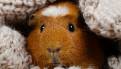 Guinea Pig Hideouts Important for Their Well-Being