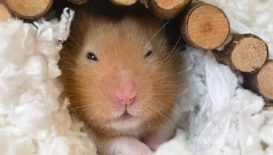 Why Are Hamsters Popular Pets and Great for Families