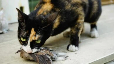 Cats Bring You "Gifts"