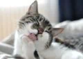 Why Do Cats Groom Themselves, and How Much Is Too Much
