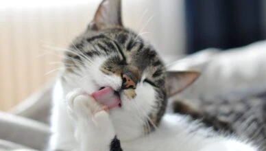 Cats Groom Themselves
