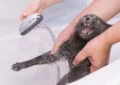 Why Do Cats Hate Water, and How to Bathe Them If Necessary