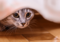 Why Do Cats Hide, and When Should You Be Concerned