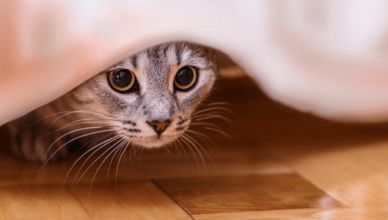 Why Do Cats Hide, and When Should You Be Concerned 1