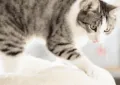 Why Do Cats Knead With Their Paws, and What Does It Mean 7 Why Do Cats Knead With Their Paws, and What Does It Mean
