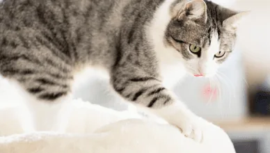 Why Do Cats Knead With Their Paws