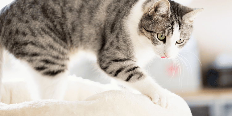 Why Do Cats Knead With Their Paws