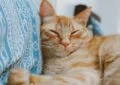 Why Do Cats Purr, and What Are the Reasons 4 Why Do Cats Purr, and What Are the Reasons