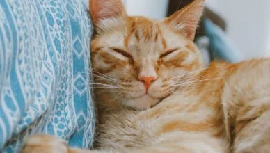 Why Do Cats Purr
