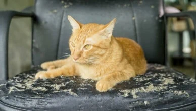 cat scratch furniture