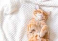 Why Do Cats Sleep So Much, and Is It Normal 9 Why Do Cats Sleep So Much, and Is It Normal