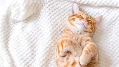 sleeping cat