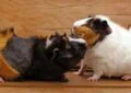 Why Do Guinea Pigs Exhibit Aggressive Behavior 4 Why Do Guinea Pigs Exhibit Aggressive Behavior