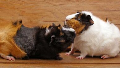 Guinea Pigs Exhibit Aggressive Behavior