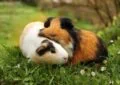 Why Do Guinea Pigs Make Excellent Pets for Families 7 Why Do Guinea Pigs Make Excellent Pets for Families