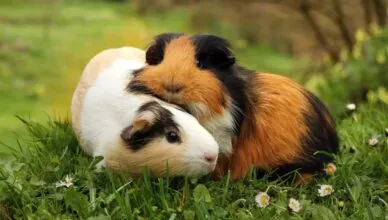 Guinea Pigs Need Companionship