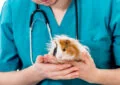 Why Do Guinea Pigs Need Regular Vet Checkups