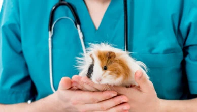 Guinea Pigs Need Regular Vet Checkups
