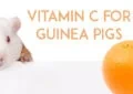 Why Do Guinea Pigs Need Vitamin C in Their Diet 5 Why Do Guinea Pigs Need Vitamin C in Their Diet