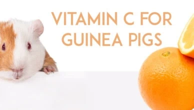 Guinea Pigs Need Vitamin C in Their Diet