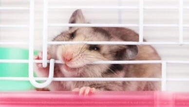 Why Do Hamsters Chew on Cage Bars and How to Stop It