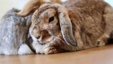 rabbits breathe fast