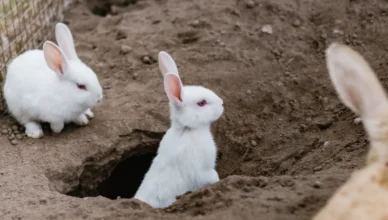 rabbits