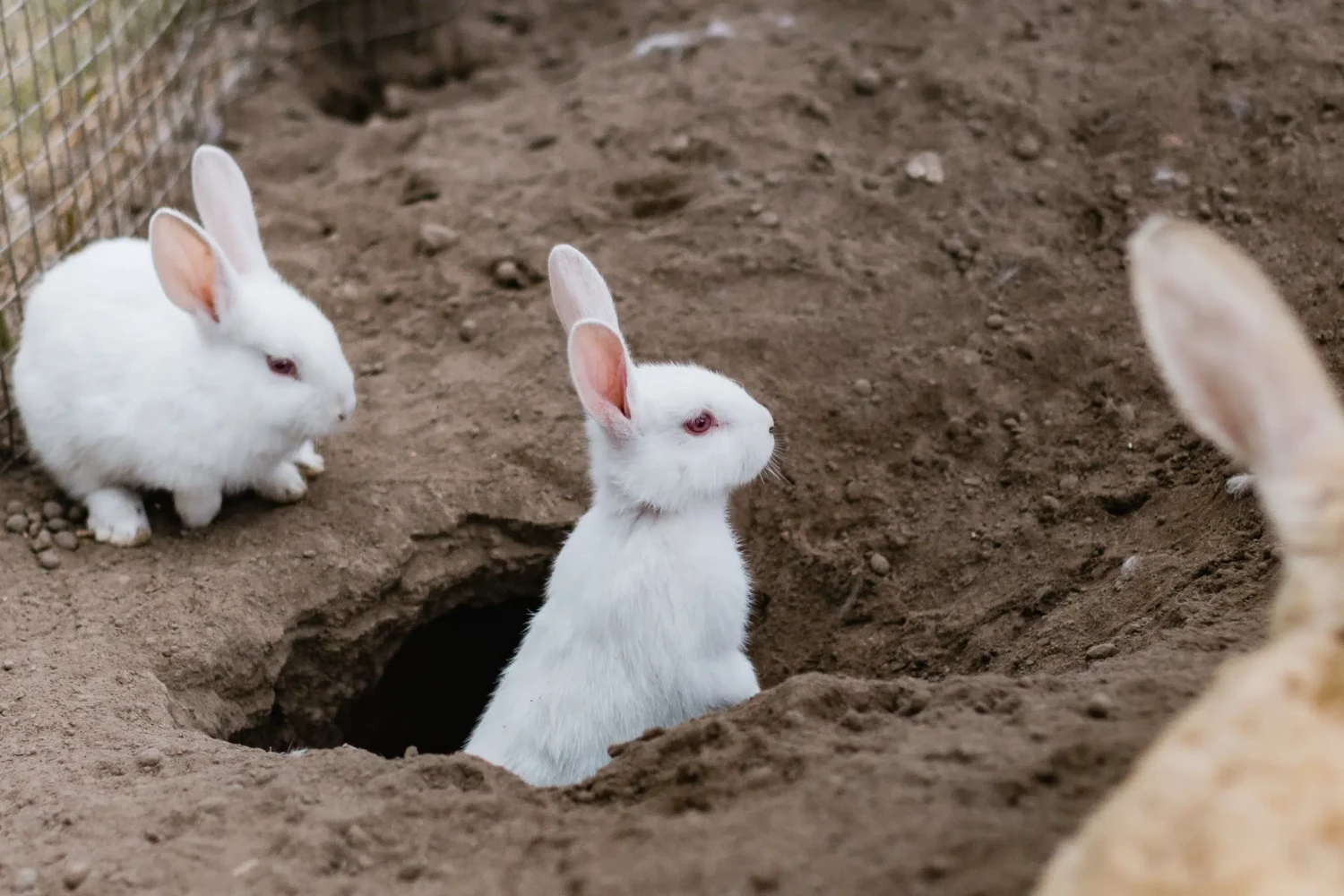 rabbits