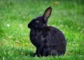 Why Do Rabbits Flick Their Ears, and When to Be Concerned 4 Why Do Rabbits Flick Their Ears, and When to Be Concerned