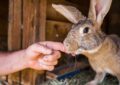 Why Do Rabbits Nudge You, and What Are They Trying to Say