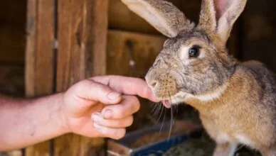 Rabbits Nudge You