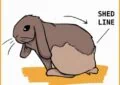 Why Do Rabbits Shed Their Fur, and How to Manage It 5 Why Do Rabbits Shed Their Fur, and How to Manage It